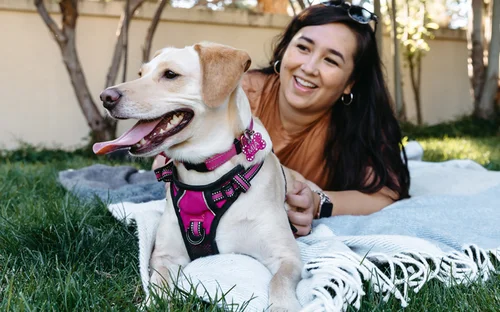 Dog at veterinary clinic in Connecticut